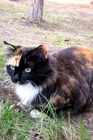 кошка, красавица