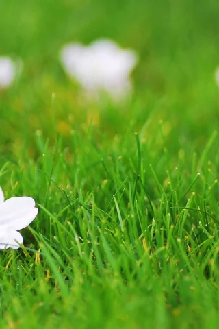 зелень, цветок, цветочек, flower, белый, фон, цветы, трава
