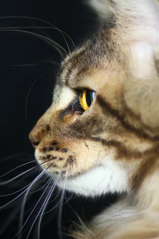 хищник, котик, мейн-кун, кот