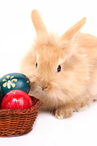 easter, яйцо, пасха, кролик