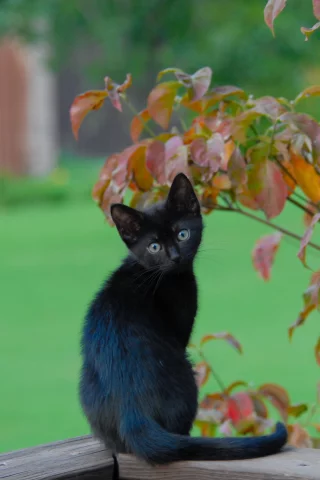 листья, ветки, чёрный котёнок