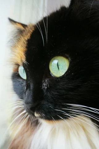 кошка, красавица