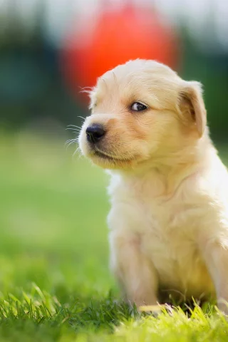 golden retriever, взгляд, мордашка, щенок, муха