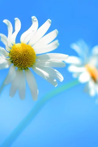 ромашки, цветы, windows_8