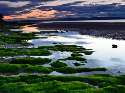 водоросли, пляж, закат, море