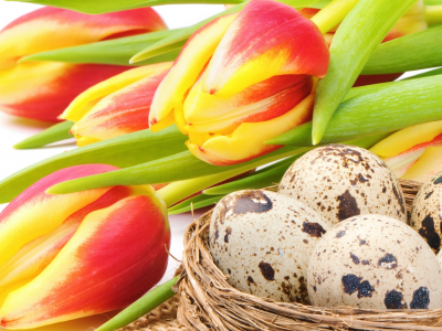 tulips, пасха, easter, red, yellow, nest, flowers, bouquet, праздник, holiday, eggs