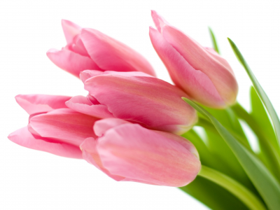 цветы, фон, белый, розовые, тюльпаны