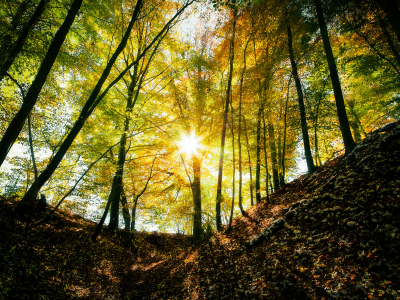 деревья, осень, лучи, солнце, лес, свет