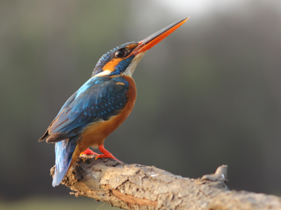 kingfisher, branch, paws, eye, beak