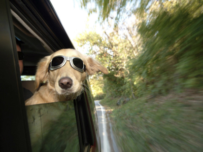 train, railway, ears, dog, funny, spectacles, wind, human
