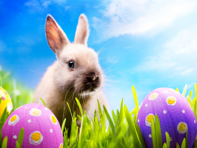 blue sky, spring, meadow, пасха, easter, кролик, rabbit, grass, sunshine, eggs, bunny