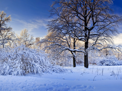зима, природа., деревья, снег