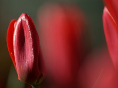 тюльпаны, цветы, природа, tulips, flower, nature, red, красные