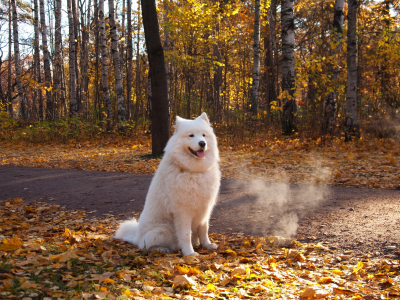 dogs, atumn., parks, nature