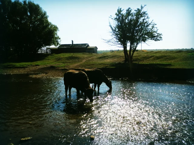 Вода, животные