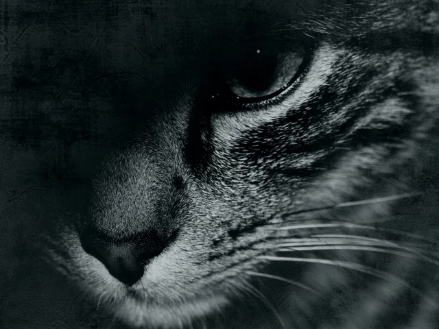 глаз, черно-белое, кот, cat, face, морда, усы, mustache, eyes