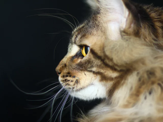 хищник, котик, мейн-кун, кот