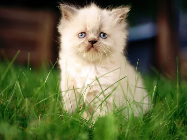белый, котенок, cat, кошка, кот, фон, макро, сидит