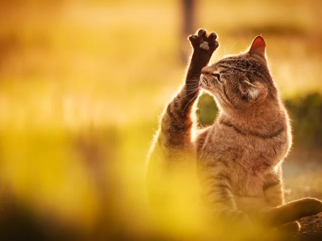 кот, природа, свет, облизывает, сидит, лапа, кошка, серый
