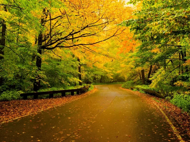 walk, forest, fall, autumn, path, trees, colors, leaves, nature, road, листья, colorful