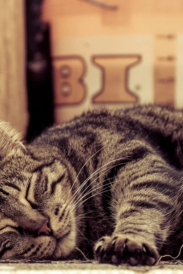 лежит, спит, лапы, кошка, кот, полосатый