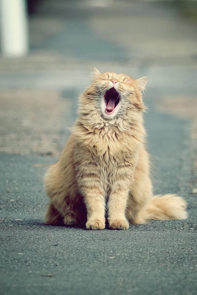кот, зевает, рыжий