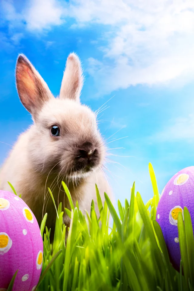 blue sky, spring, meadow, пасха, easter, кролик, rabbit, grass, sunshine, eggs, bunny