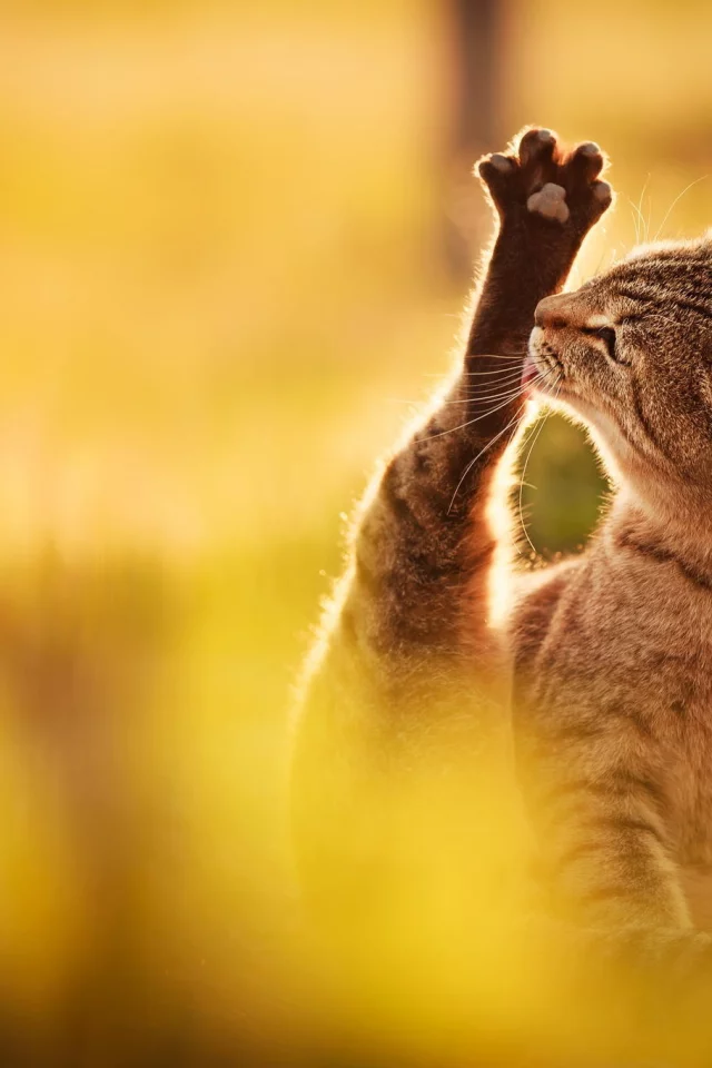 кот, природа, свет, облизывает, сидит, лапа, кошка, серый
