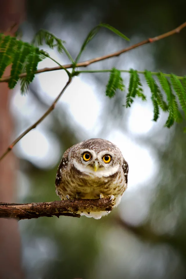 сова, сыч, листья, owl, взгляд, дерево, природа, bird, ветка