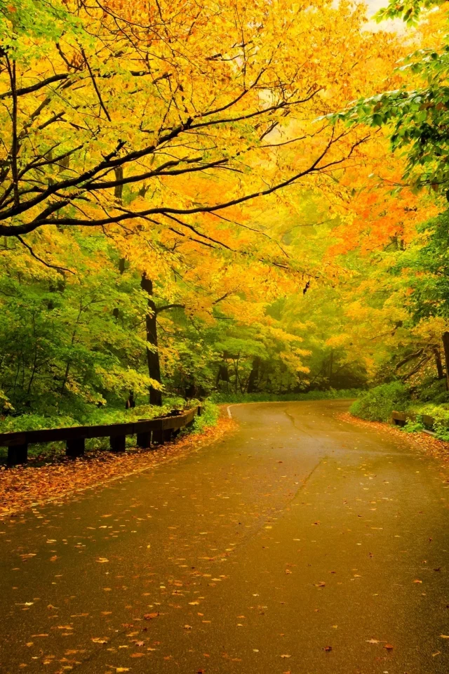 walk, forest, fall, autumn, path, trees, colors, leaves, nature, road, листья, colorful