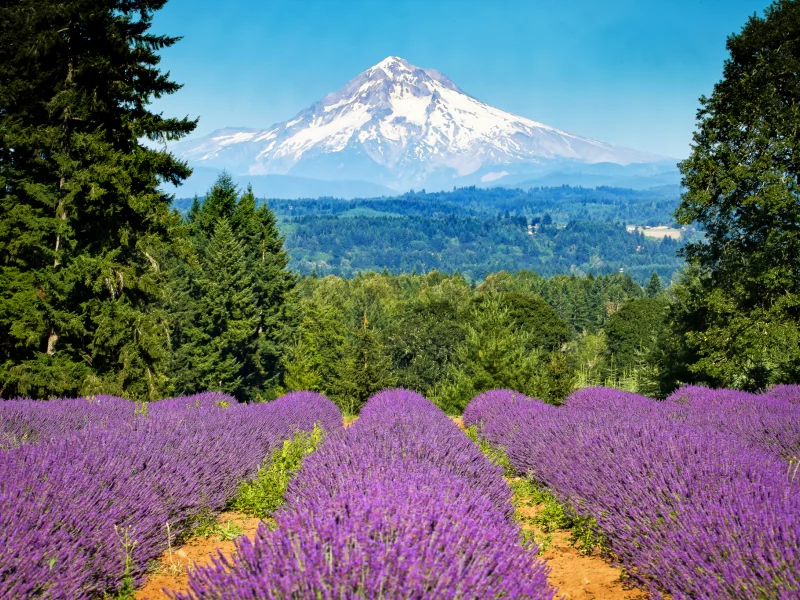 mount hood, oregon, портленд, гора, орегон, лаванда, portland
