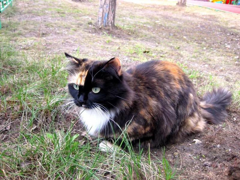 кошка, красавица