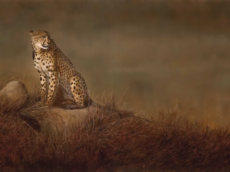 саванна, картина, гепард, linda schroeter, арт, кошка, дикая