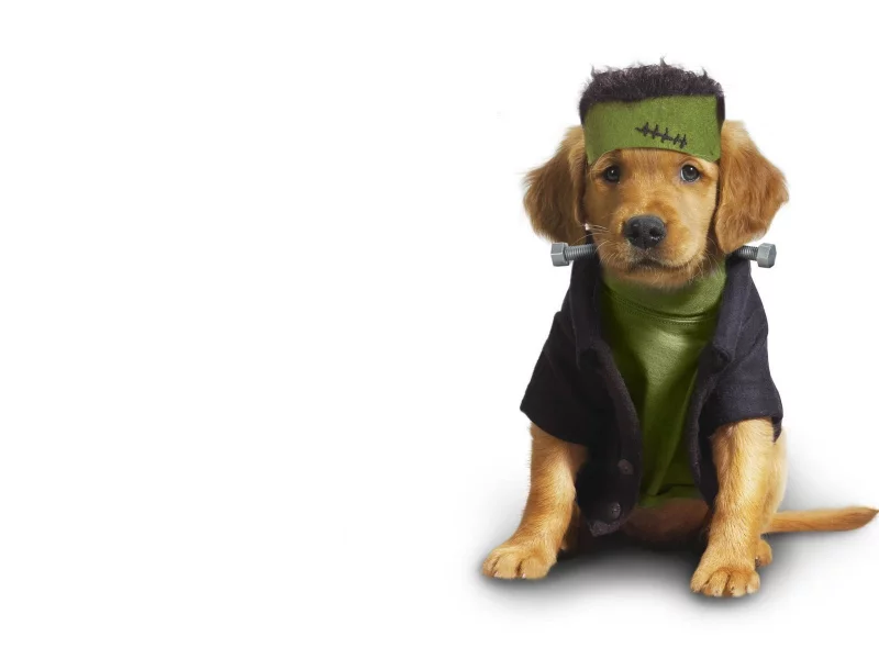 dog, щенок, одежда, clothing, animals