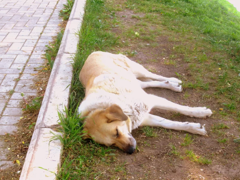 собака, спит