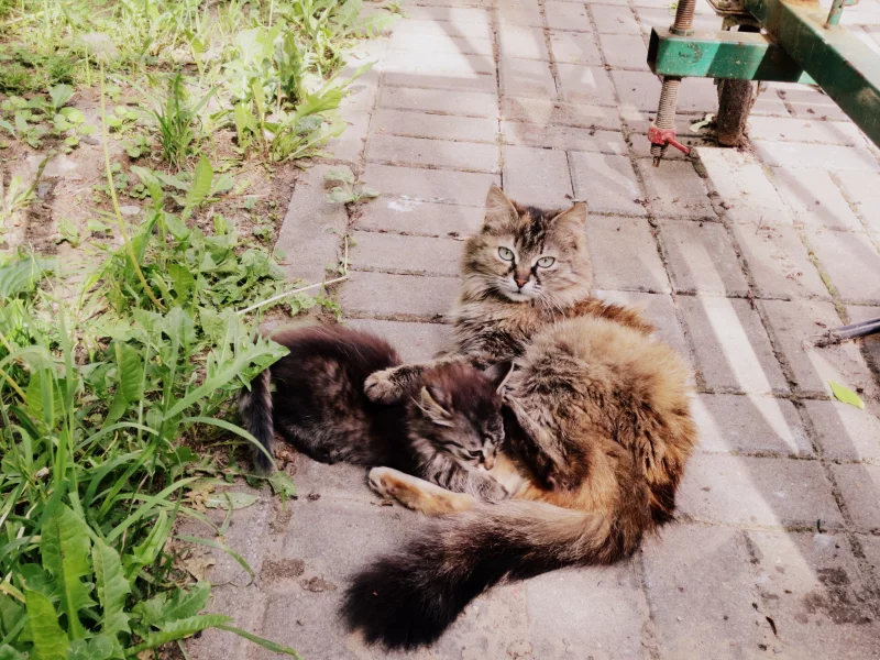 кошка, котёнок