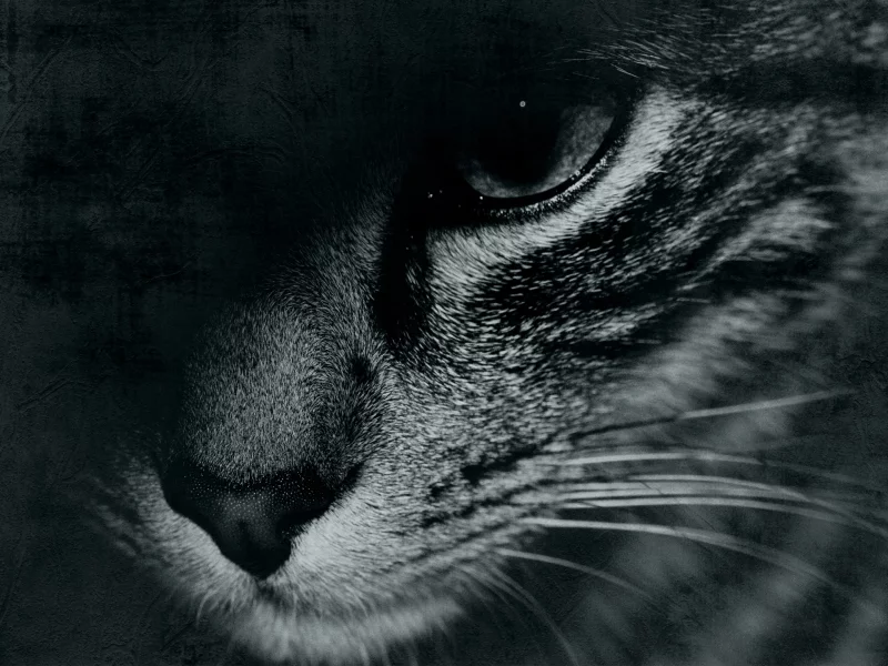 глаз, черно-белое, кот, cat, face, морда, усы, mustache, eyes
