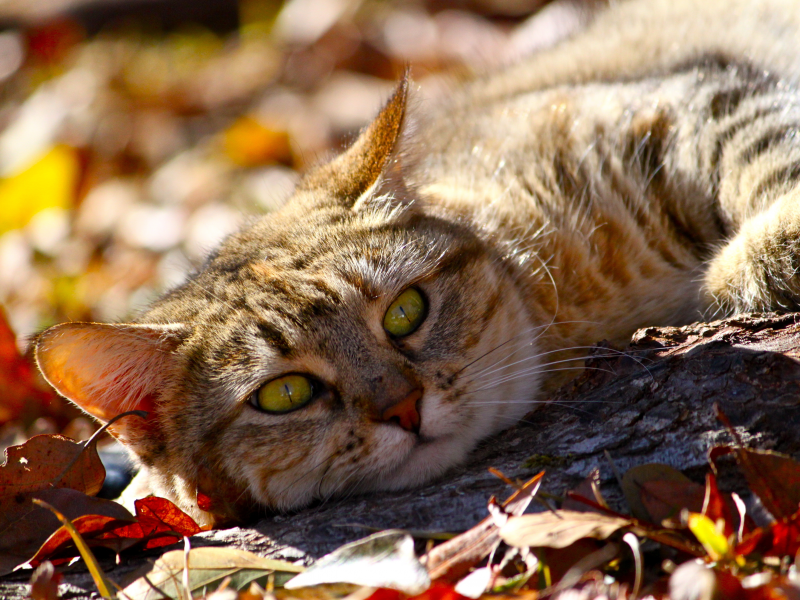 морда, осень, взгляд, кот, лежит, животное, листья