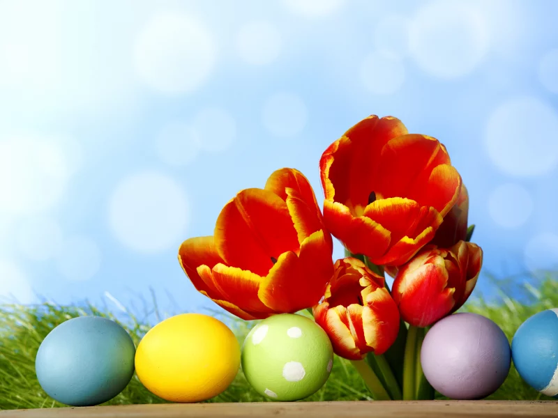 easter, цветы, весна, пасха, spring, flowers, tulips, eggs, colorful