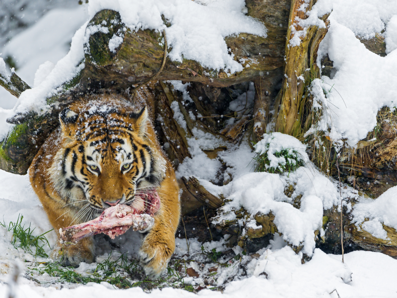 большая кошка, амурский тигр, зима, хищник, снег, кость