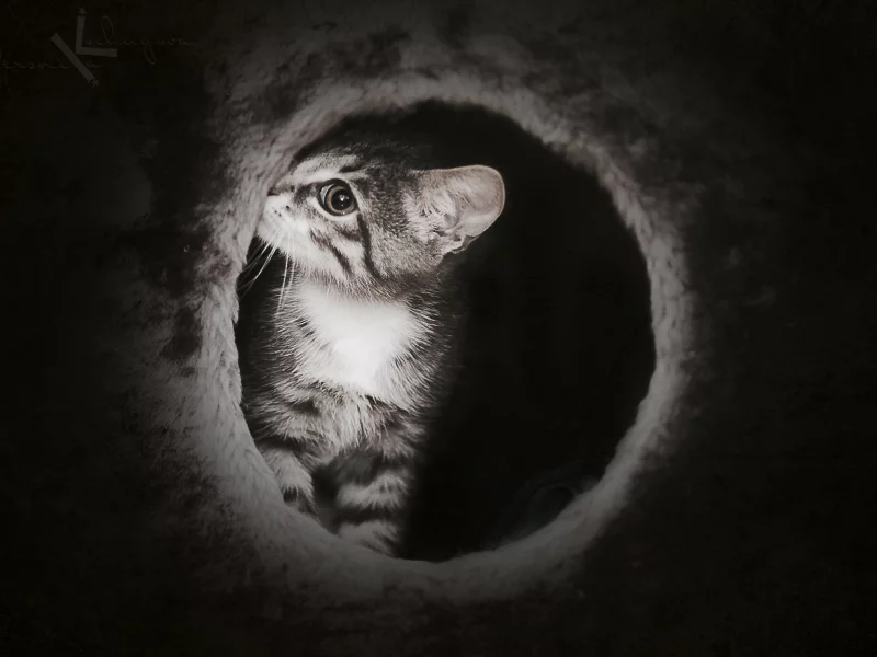 темно, милый, киска, таинственный, котик, котенок, cat