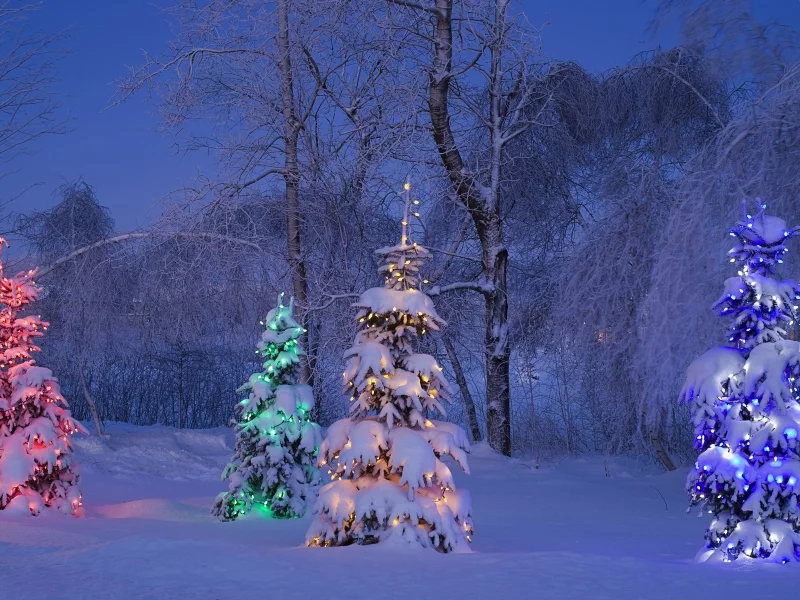 Canada, winter, trees, snow, lights, New Year, night