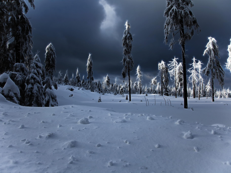 сугробы, winter apocalypse, зима, ёлки, снег