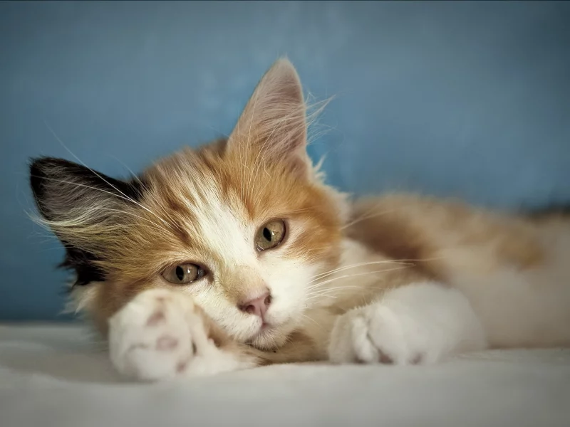  пятнистый, кошка, котенок, лежит