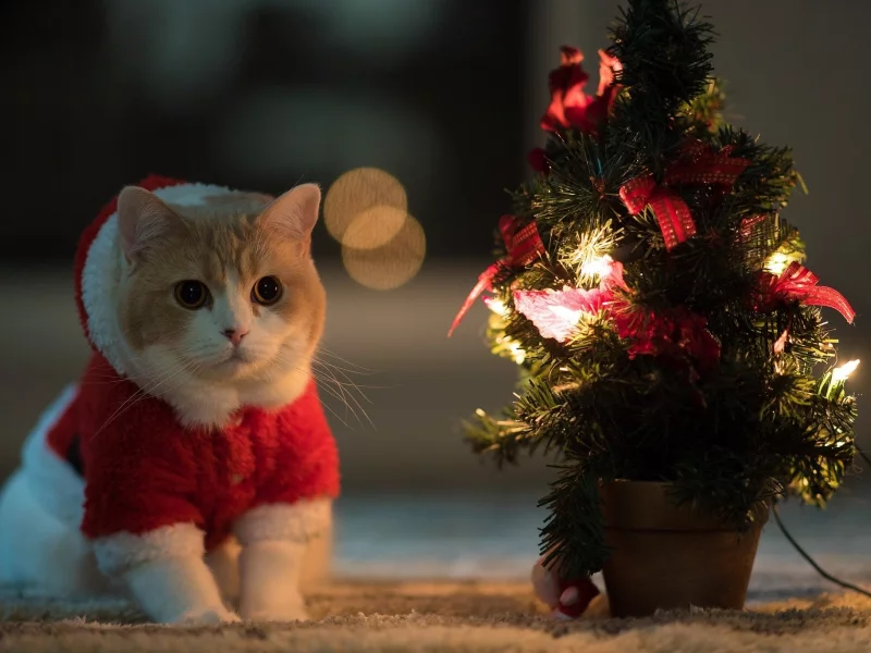 котёнок, праздник, Новый год, елочка, гирлянда, огоньки