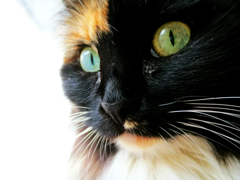 кошка, красавица
