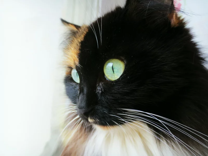кошка, красавица