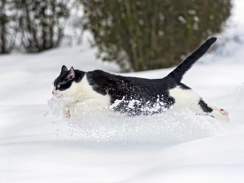 кошка, кот, бежит, зима, снег, ctambako the jaguar