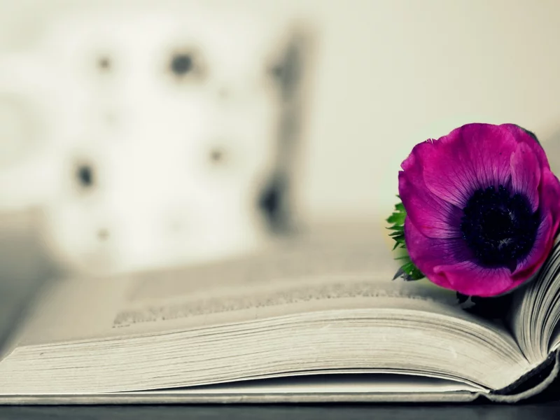 разное, book, flower, книжка, цветок, розовый, фон, книга