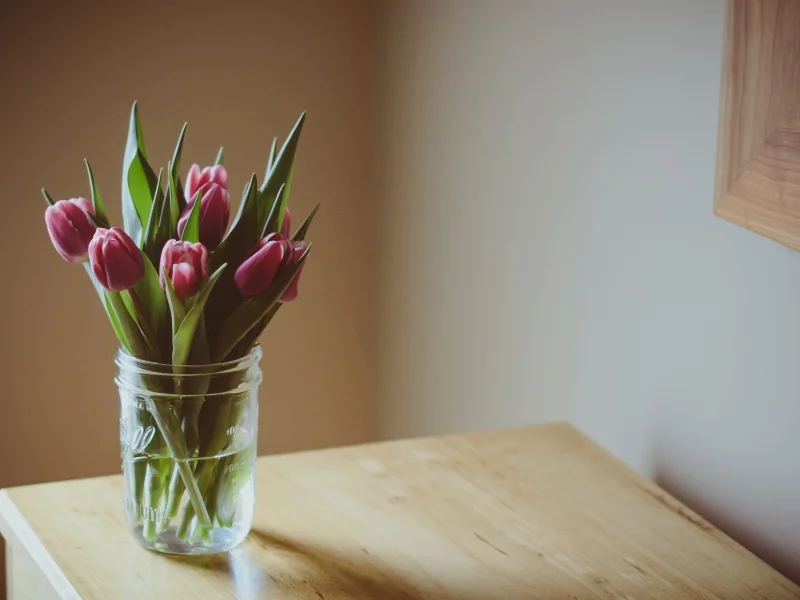 цветочек, тюльпаны, цветочки, flower, фиолетовые, цветы